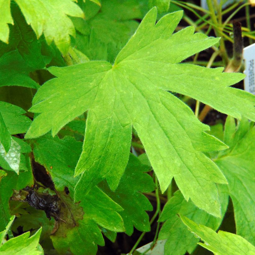 Delphinium Pacific-hybrid Galahad - Speronella (Fogliame)