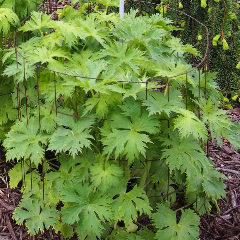 Delphinium elatum Pagan Purples - Speronella elevata (Fogliame)