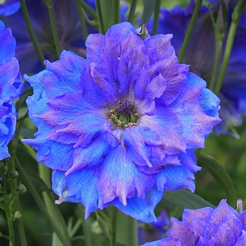 Delphinium elatum Pagan Purples - Speronella elevata (Fioritura)