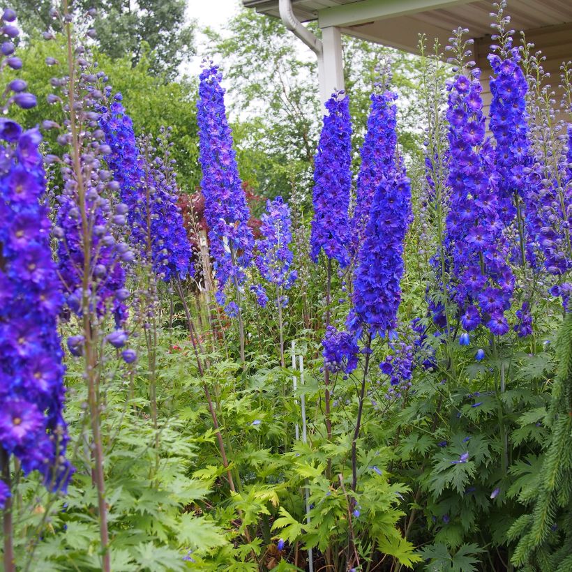 Delphinium elatum Pagan Purples - Speronella elevata (Porto)