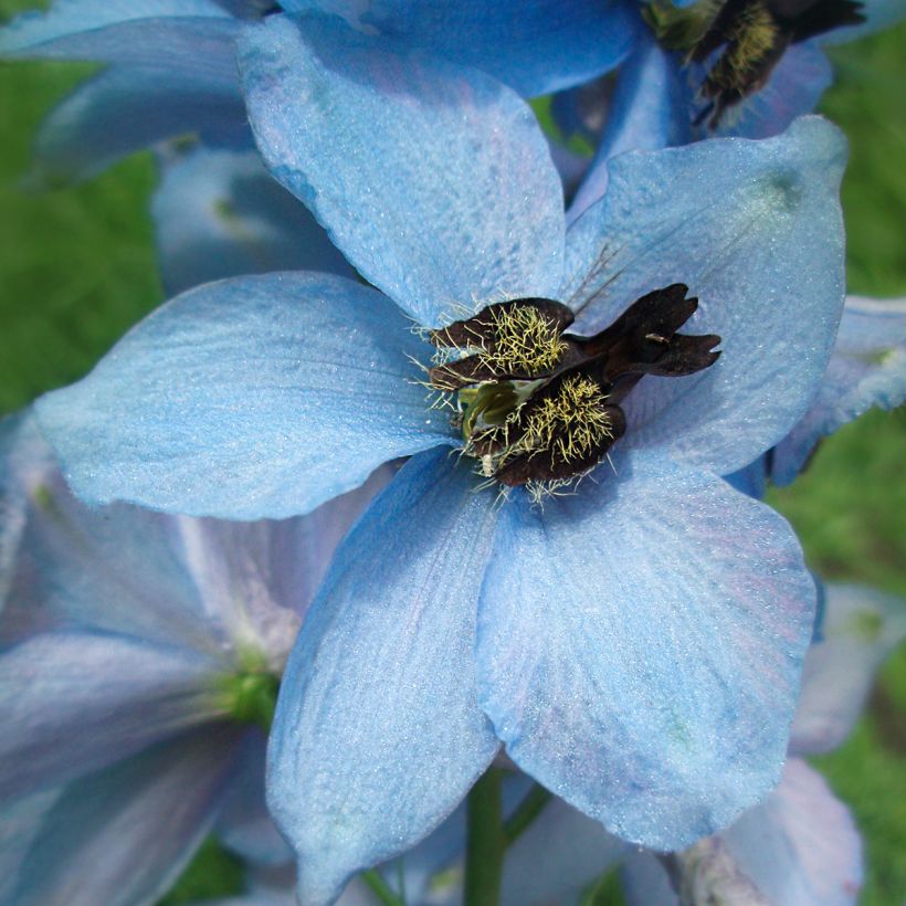 Delphinium Pacific-hybrid Perlmutterbaum - Speronella (Fioritura)