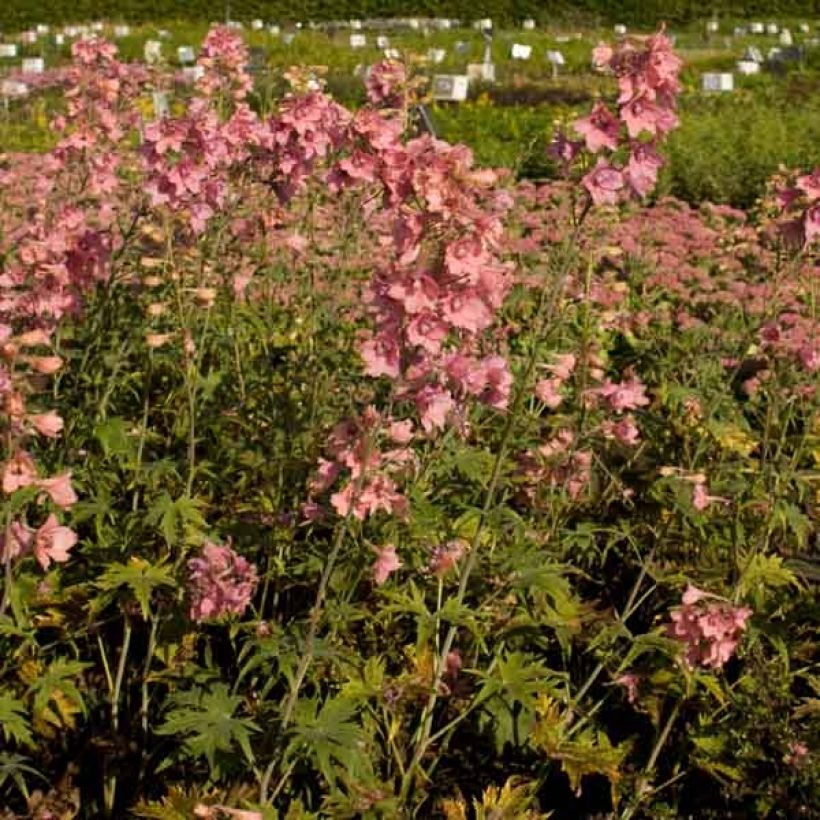 Delphinium ruysii Pink Sensation - Speronella (Porto)