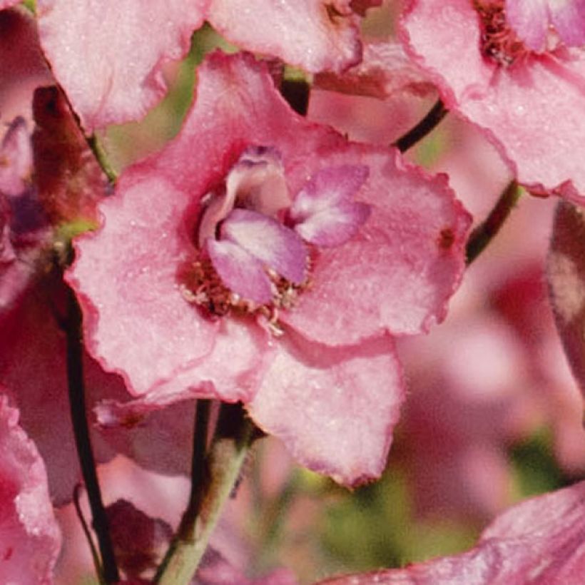 Delphinium ruysii Pink Sensation - Speronella (Fioritura)