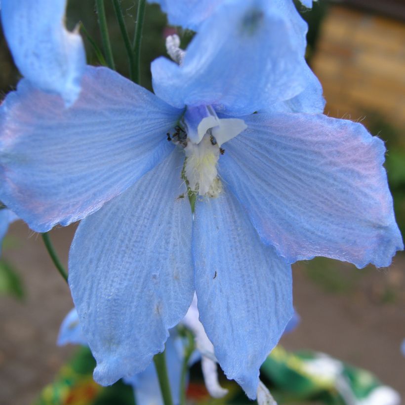 Delphinium belladona Ballkleid - Speronella (Fioritura)