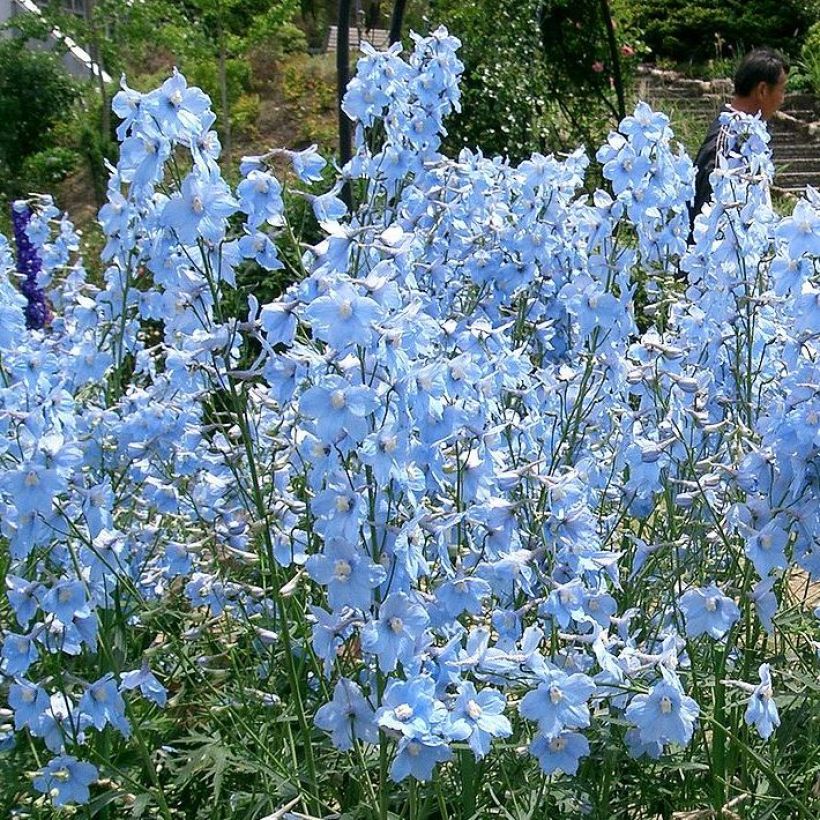 Delphinium belladona Ballkleid - Speronella (Porto)