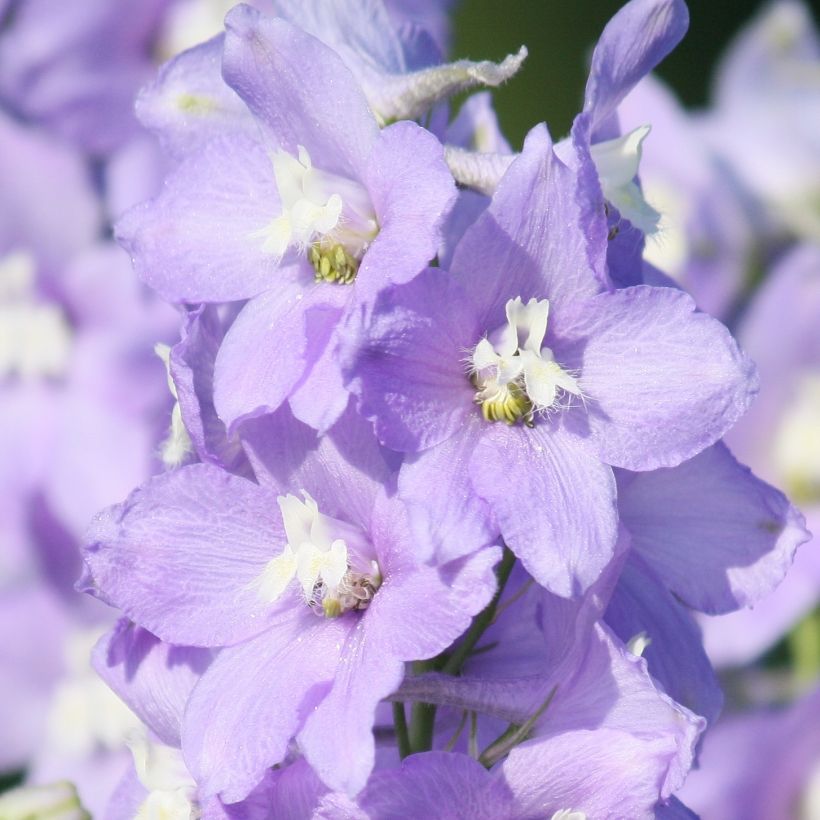 Delphinium belladona Delphinium belladonna Capri - Speronella (Fioritura)