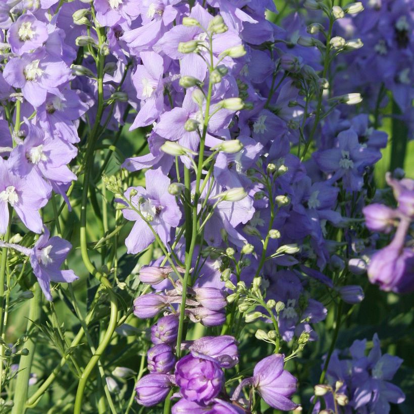 Delphinium belladona Delphinium belladonna Capri - Speronella (Porto)