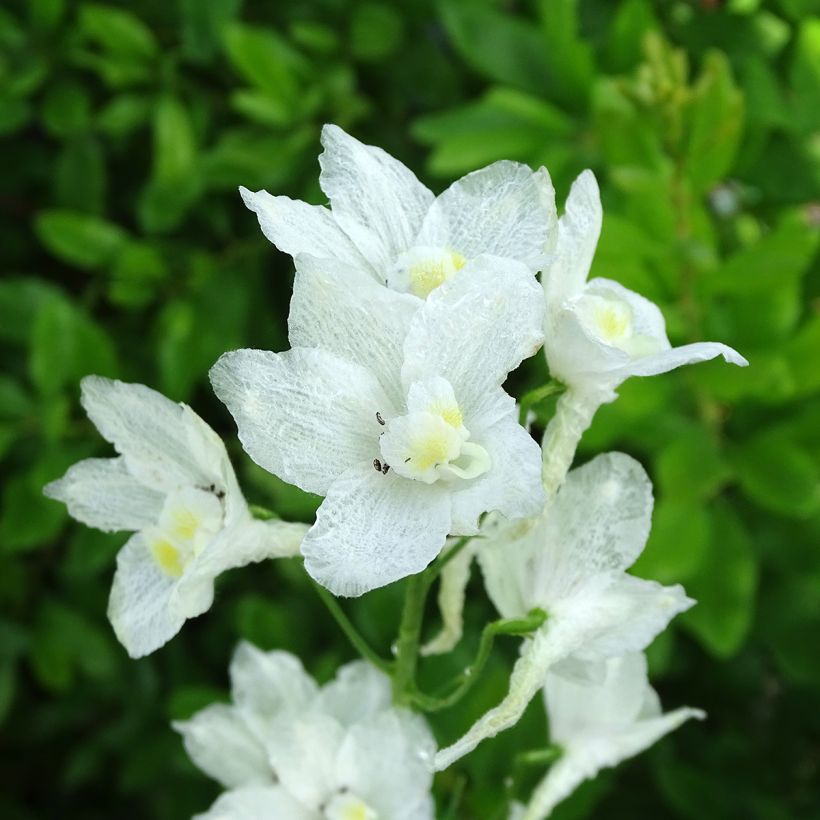 Delphinium belladona Casa Blanca - Speronella (Fioritura)