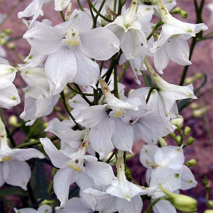 Delphinium belladona Moerheimii - Speronella (Fioritura)