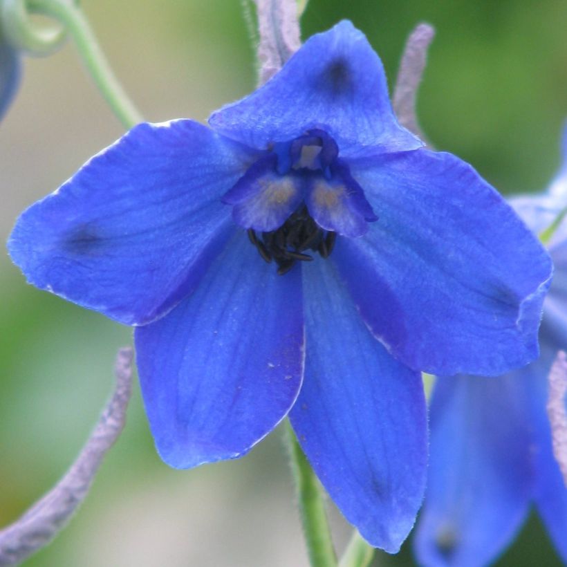 Delphinium belladonna Völkerfrieden - Speronella (Fioritura)