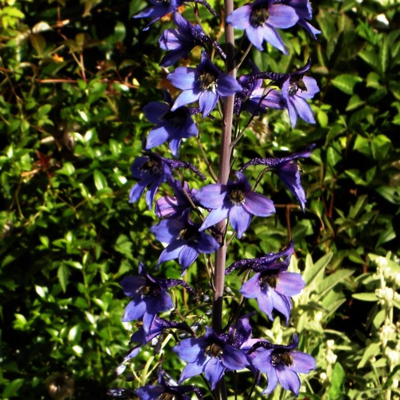 Delphinium belladonna Völkerfrieden - Speronella (Porto)