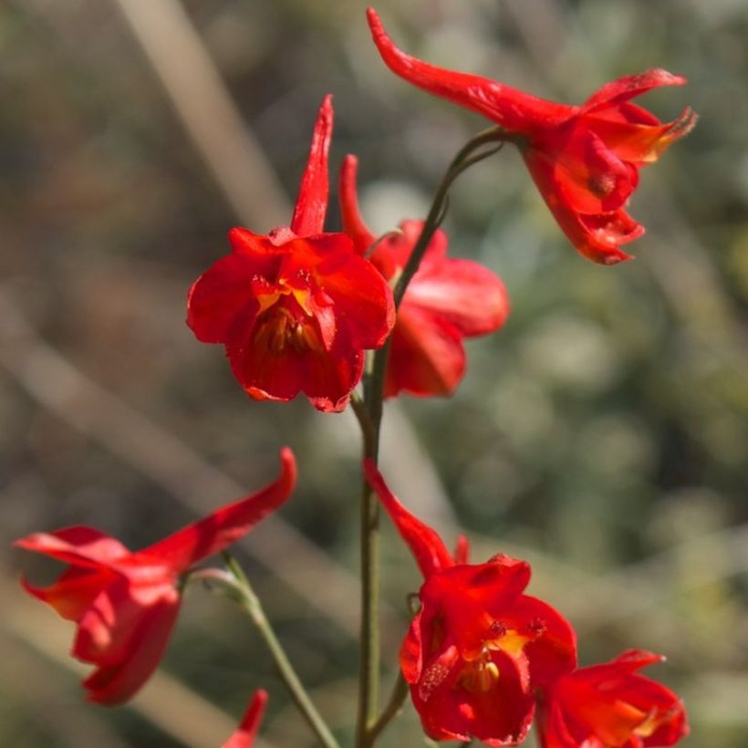 Delphinium cardinale - Speronella (Fioritura)