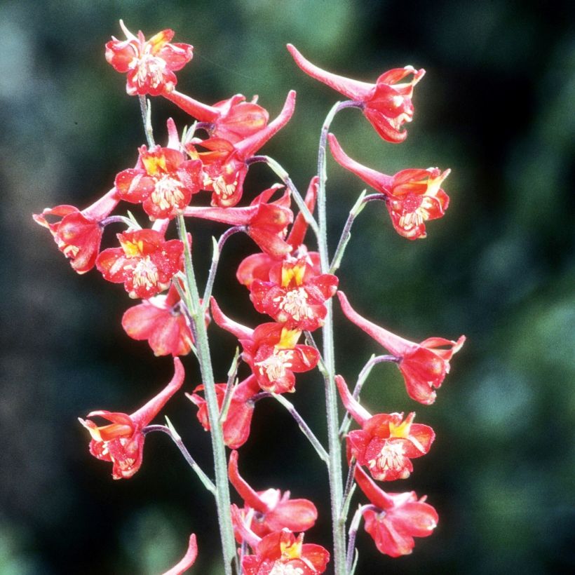 Delphinium cardinale - Speronella (Porto)