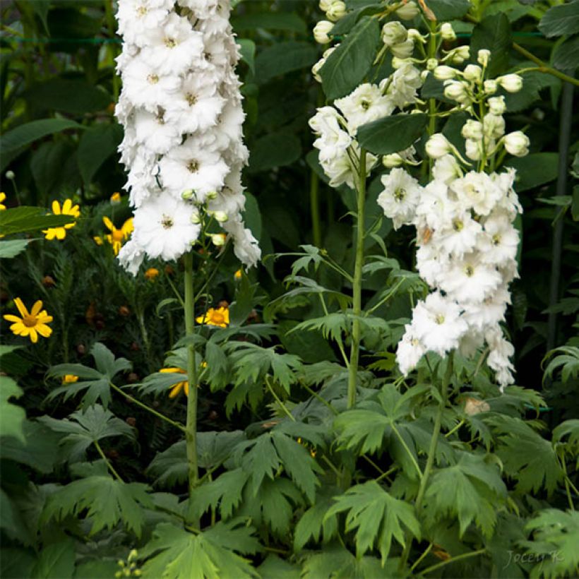 Delphinium elatum Double Innocence - Speronella elevata (Fioritura)