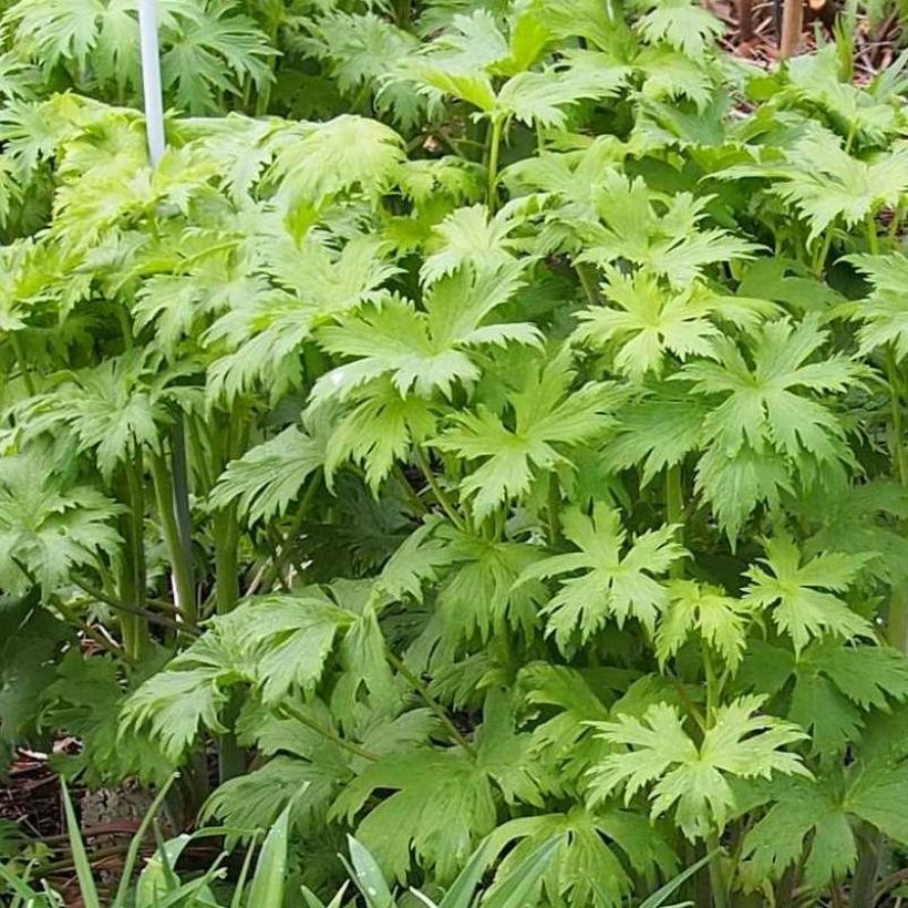 Delphinium elatum Morning Lights - Speronella elevata (Fogliame)