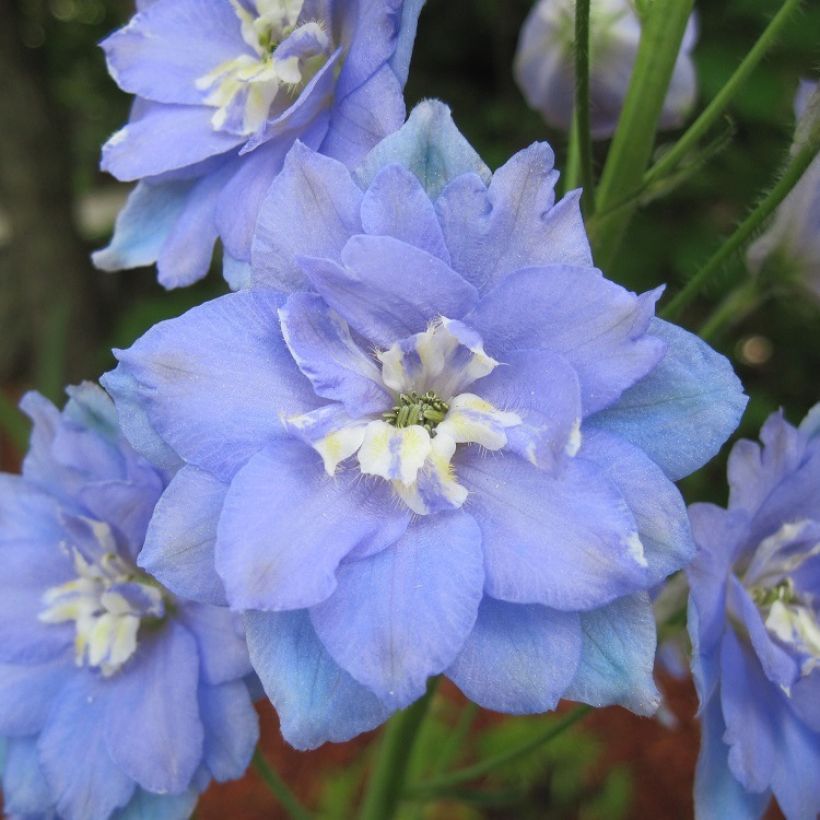 Delphinium elatum Morning Lights - Speronella elevata (Fioritura)