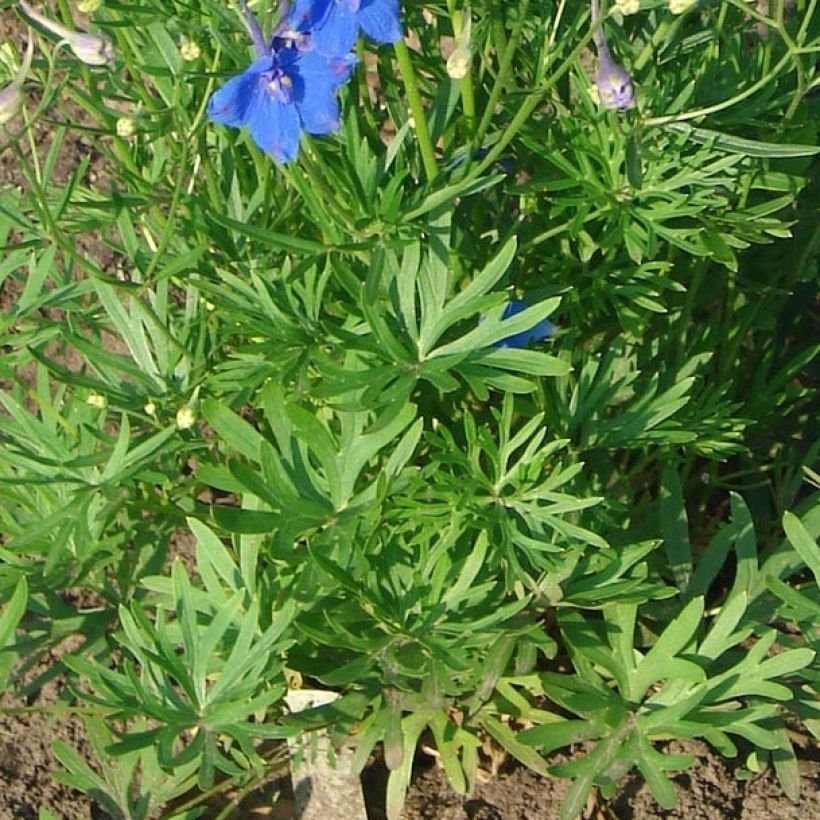 Delphinium grandiflorum Blauer Zwerg - Speronella (Fogliame)