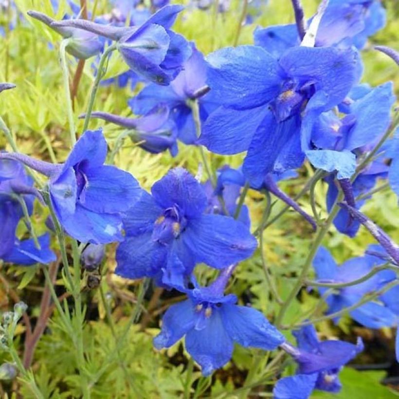 Delphinium grandiflorum Blauer Zwerg - Speronella (Fioritura)