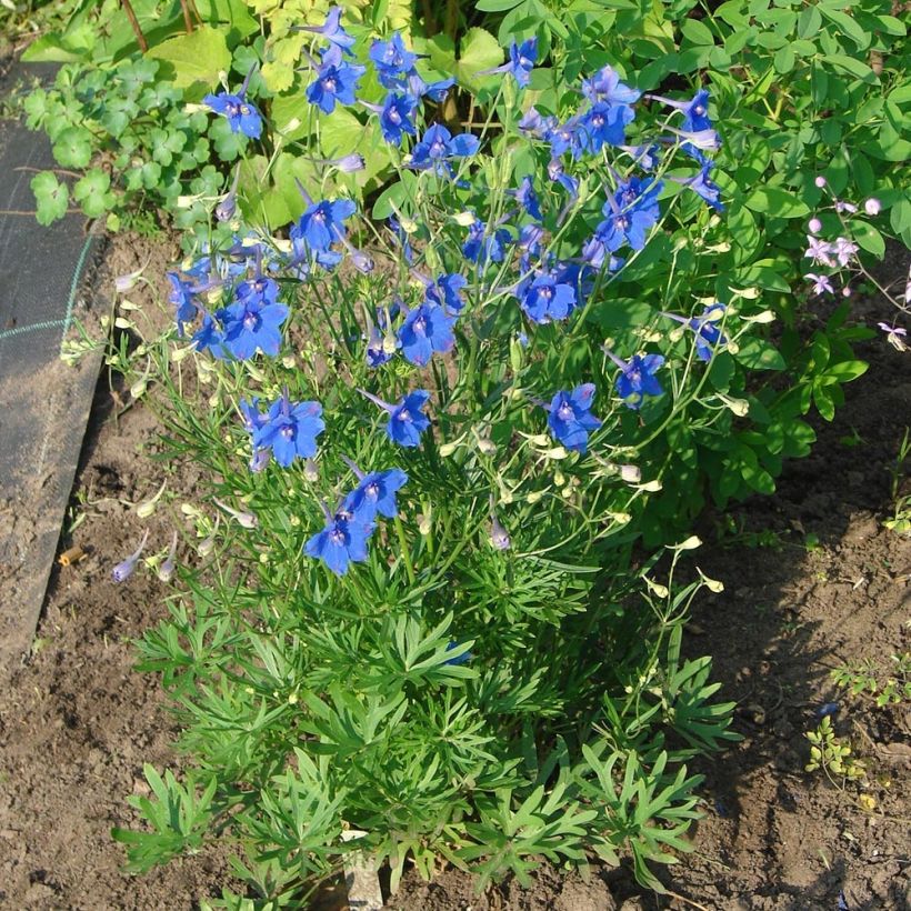 Delphinium grandiflorum Blauer Zwerg - Speronella (Porto)