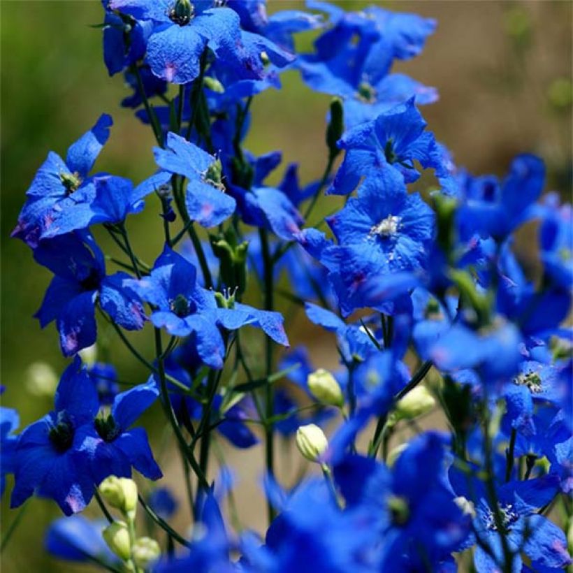 Delphinium grandiflorum - Speronella (Fioritura)