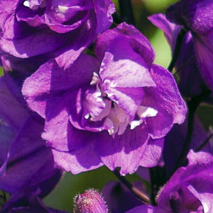 Delphinium Pacific-hybrid Astolat - Speronella (Fioritura)