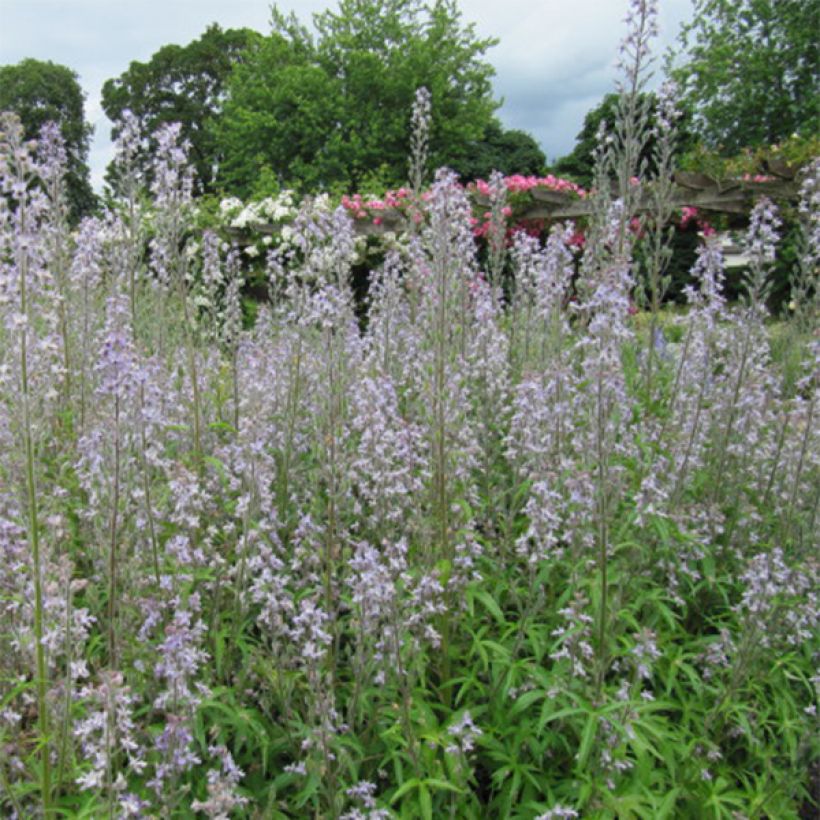 Delphinium requienii - Speronella (Fioritura)