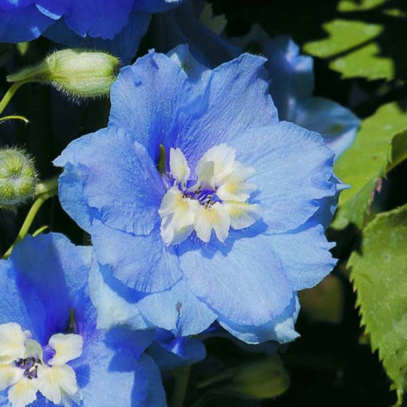 Delphinium Pacific-hybrid Summer Skies - Speronella (Fioritura)