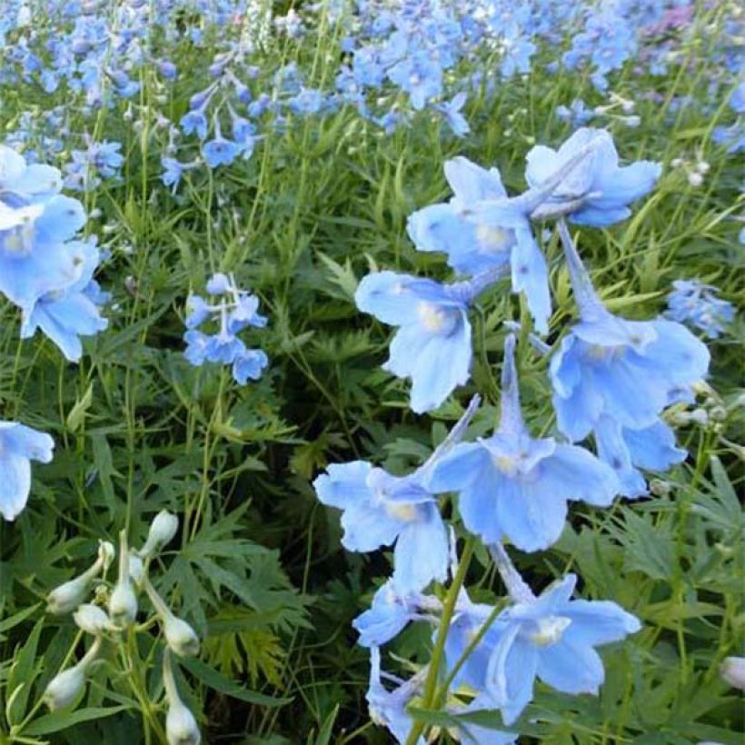 Delphinium belladona Cliveden Beauty - Speronella (Fioritura)