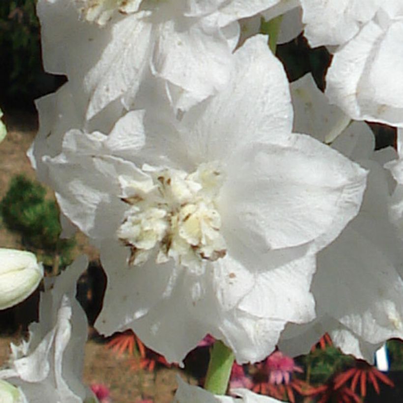 Delphinium Pacific-hybrid Galahad - Speronella (Fioritura)