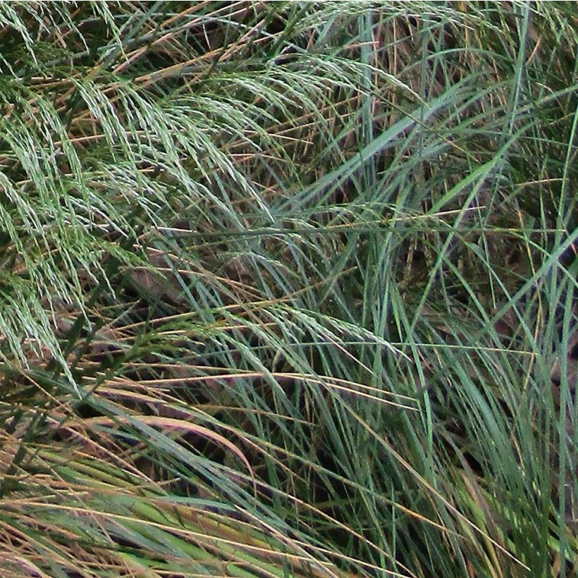 Deschampsia flexuosa (Fogliame)