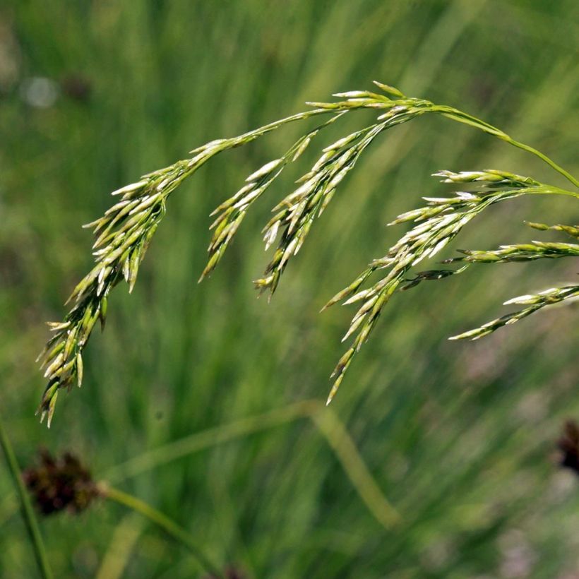 Deschampsia flexuosa (Fioritura)