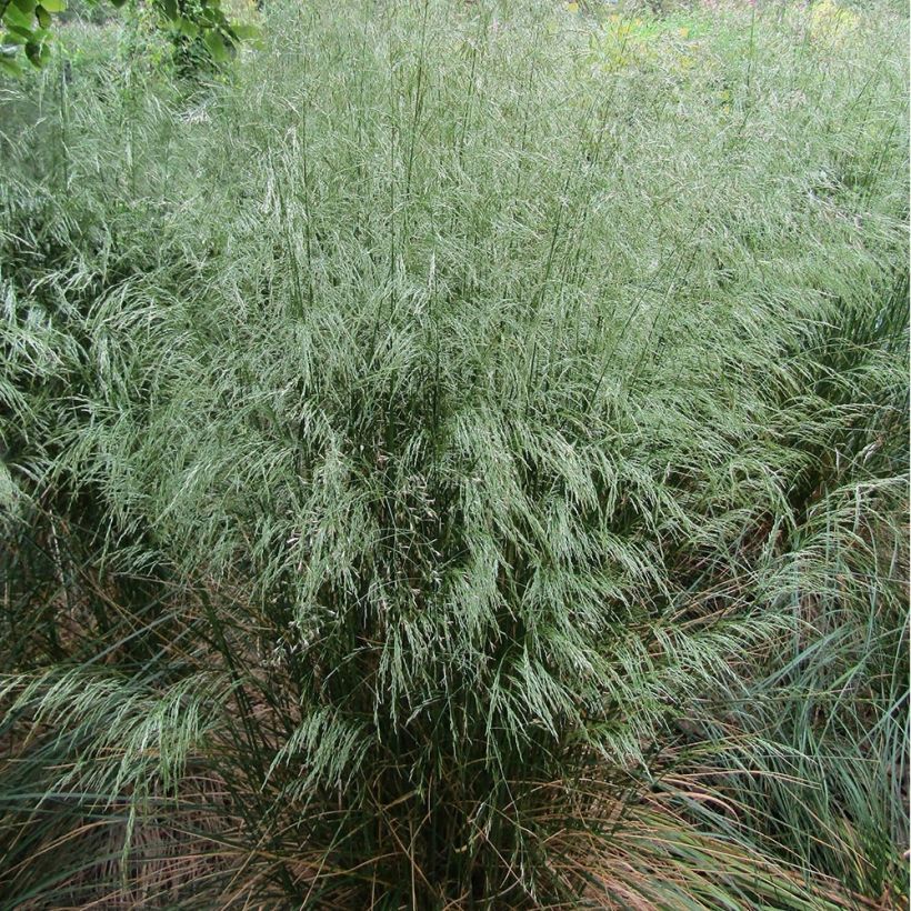 Deschampsia flexuosa (Porto)