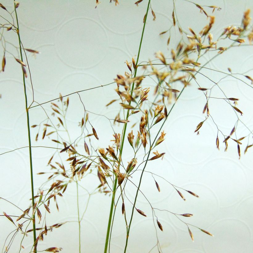 Deschampsia caespitosa (Fioritura)