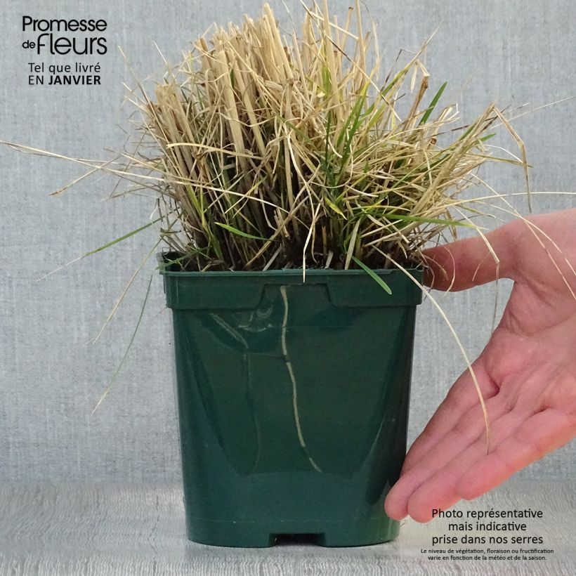 Deschampsia cespitosa - Canche cespiteuse en pot de 2/3L esemplare consegnato in inverno