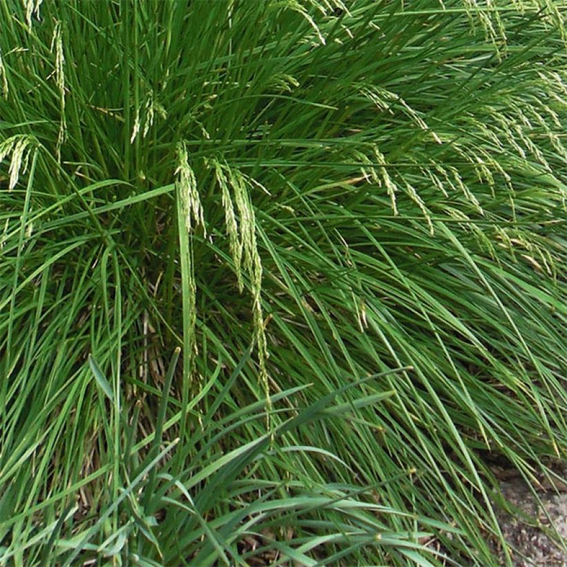 Deschampsia caespitosa Goldtau (Fogliame)