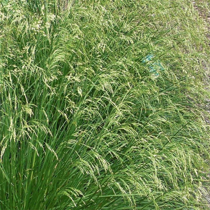 Deschampsia caespitosa Goldtau (Fioritura)