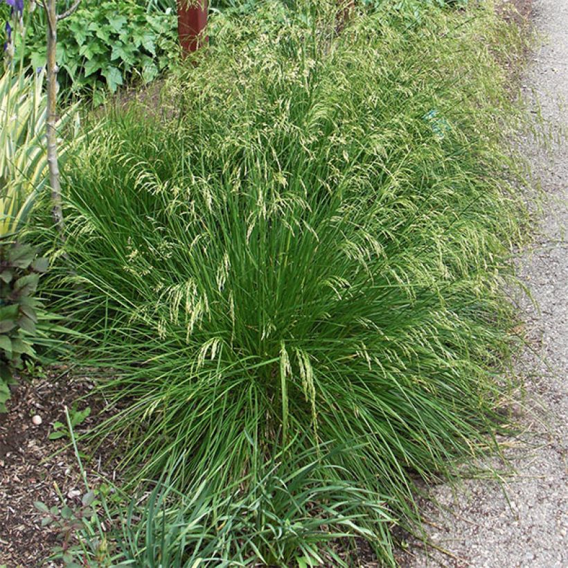 Deschampsia caespitosa Goldtau (Porto)