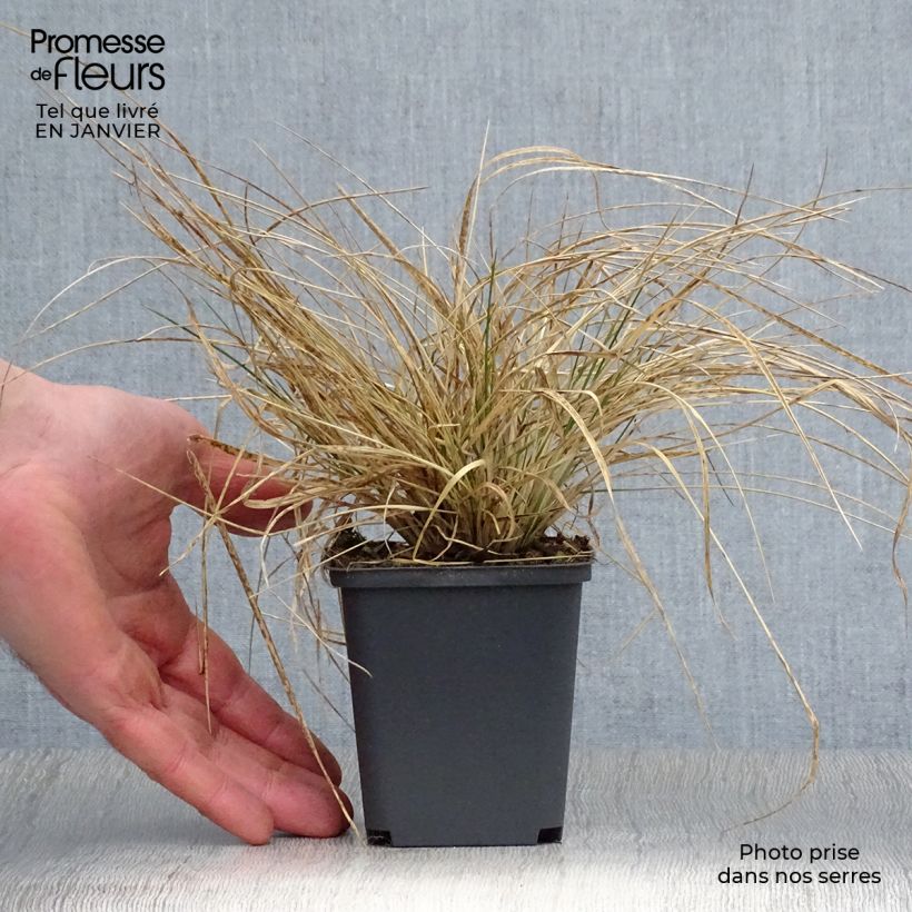 Deschampsia cespitosa Goldtau - Canche cespiteuse en godet de 9 cm esemplare consegnato in inverno