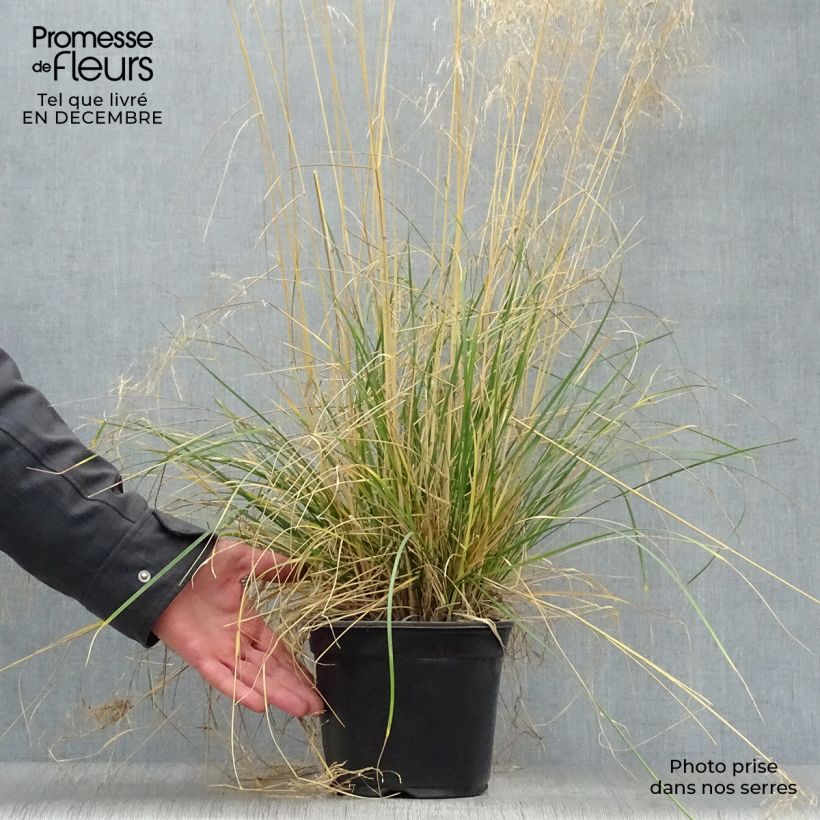 Deschampsia cespitosa Goldtau - Canche cespiteuse en pot de 2/3 litres esemplare consegnato in inverno