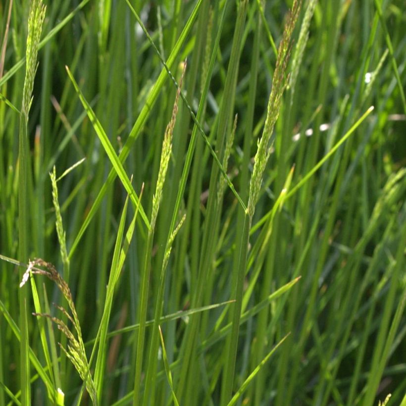 Deschampsia caespitosa Northern Lights (Fogliame)