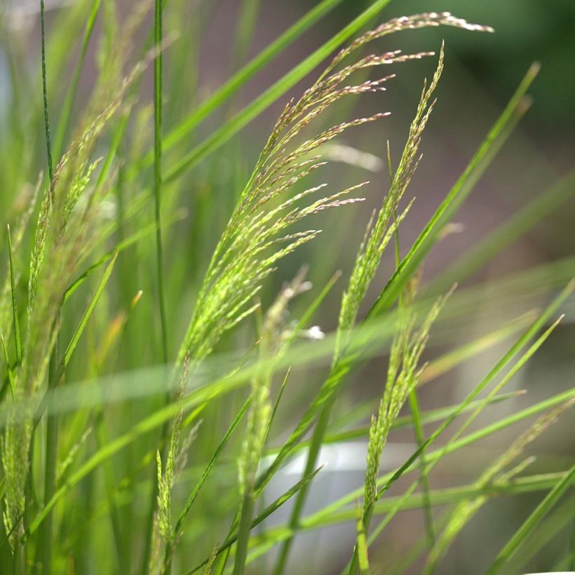 Deschampsia caespitosa Northern Lights (Fioritura)