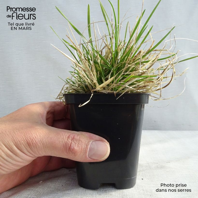 Deschampsia cespitosa Pixie Fountain - Canche cespiteuse Godet de 9cm esemplare consegnato in inverno