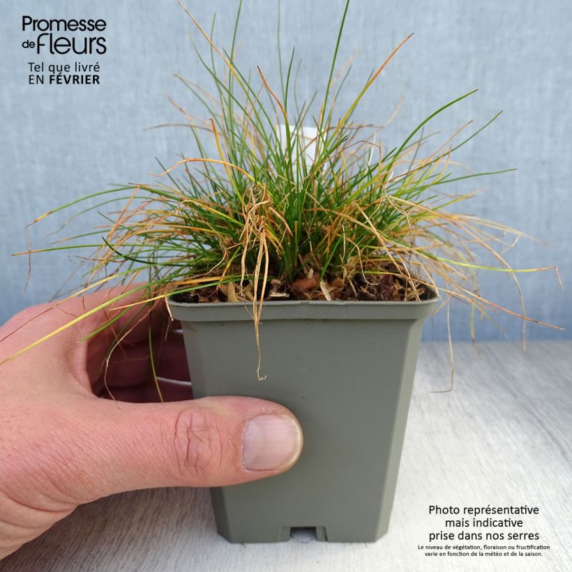 Deschampsia flexuosa - Canche flexible, flexueuse Godet de 9cm esemplare consegnato in inverno