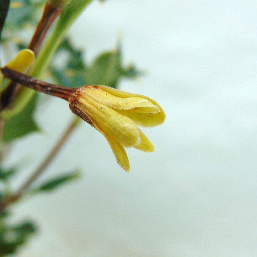 Desfontainia spinosa (Fioritura)