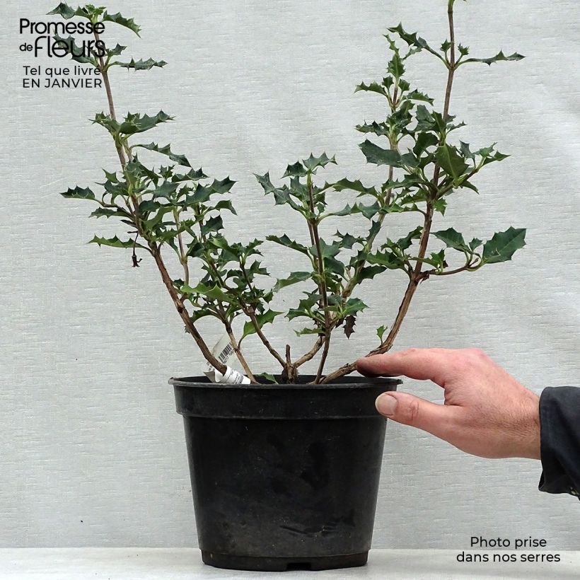 Desfontainea spinosa  Pot de 3L/4L esemplare consegnato in inverno