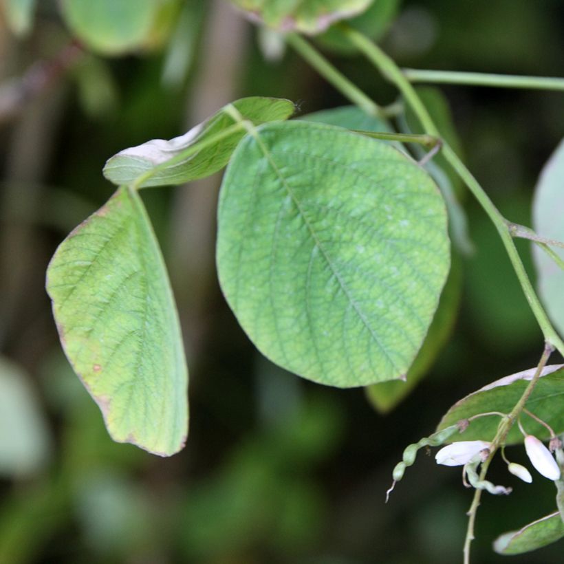 Desmodium elegans (Fogliame)