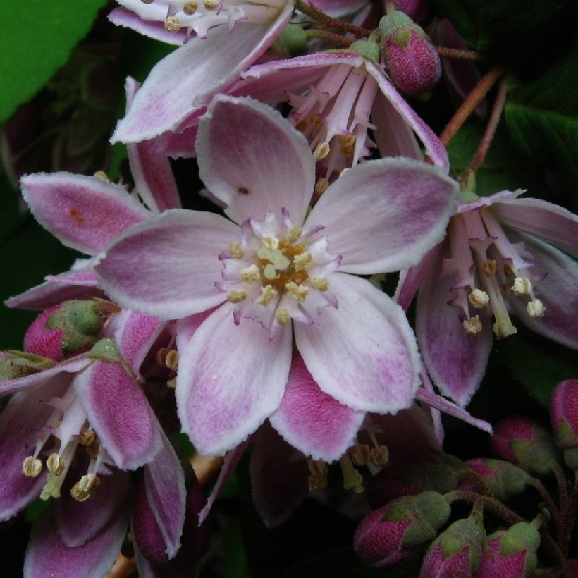 Deutzia Perle Rose (Fioritura)