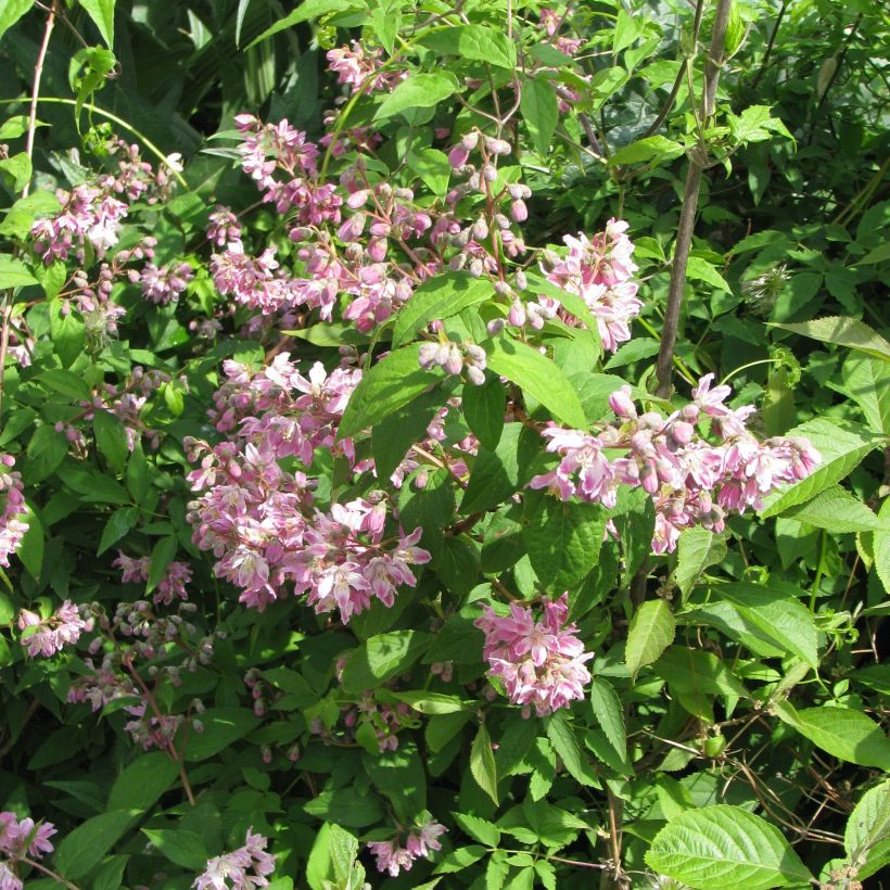 Deutzia Perle Rose (Porto)