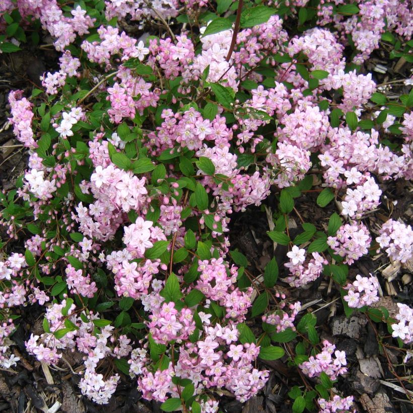 Deutzia elegantissima Rosealind (Fioritura)