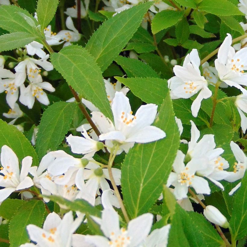 Deutzia Yuki Snowflake (Fogliame)